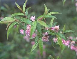 Flowering almond bush for sale. Pin On Plants