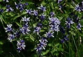 Image result for Haumaniastrum dissitifolium