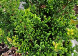 Image result for Calluna vulgaris