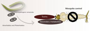 By definition, biological pest control is a method of controlling pests, such as weeds, insects, or even. The Great Potential Of Entomopathogenic Bacteria Xenorhabdus And Photorhabdus For Mosquito Control A Review Parasites Vectors Full Text