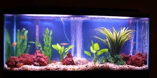 With so many cool aquarium decoration ideas out there as to what would make the best tank, it might be hard to think of what will be best. A Pretty 55 Gallon Tank Setup With A Few Live And Fake Plants And Large Rocks Small New World Tropical Fish An Freshwater Aquarium Aquarium Fish Tank Aquarium