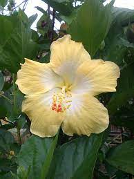 Pale Yellow Hibiscus Beautiful Flowers Yellow Hibiscus Fruit Flowers