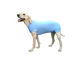 Keeping your dog occupied to prevent wound licking. How To Stop A Dog From Licking His Wound Without Using A Collar Healthy Homemade Dog Treats
