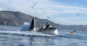 Suddenly a whale, following the fish, opened its entire mouth to catch the fish and ended Humpback Whale Scoops Up Kayakers In Avila Beach Spits Them Out