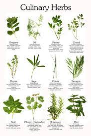 Culinary Herb Poster Culinary Herbs Herbs Indoors Planting Herbs