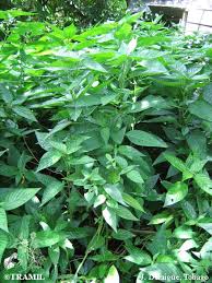 Image result for Justicia scandens