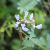 Image result for Teramnus micans