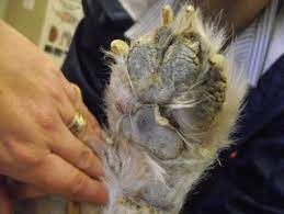 Finally, one of the main causes of growths on a dog's paw are relatively benign. Conditions Of The Canine Foot Pad Vet360