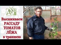 можно ли сажать помидоры по две штуки в лунку Vysadka Rassady Tomatov V Transheyu Lyozha Kakie Plyusy Takoj Posadki Youtube
