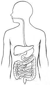 Digestive System Diagram Unlabeled Koibana Info Digestive System Diagram Human Digestive System Digestive System