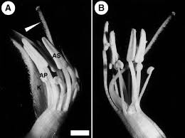 Image result for Crotalaria micans