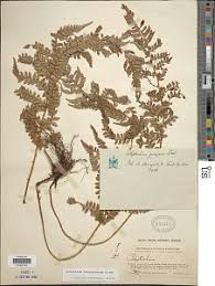 Image result for Polystichum sinense