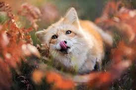 Maybe you would like to learn more about one of these? Foto Een Vos Schattig Tong Anatomie Kijkt Dieren