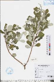 Image result for Vitex fischeri