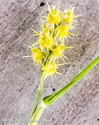 Image result for Cenchrus incertus