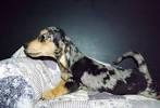 Dapple Long Haired Miniature Dachshund