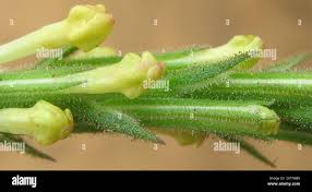 Image result for Chascanum hederaceum