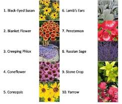 Blanket flowers or sundance are best appreciated in the wild. Top 10 Drought Tolerant Plants For Your Home By Millie Growing Things Garden Drought Tolerant Plants Plants
