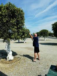 We did not find results for: Orange Grove Rv Park Bakersfield California Us Parkadvisor