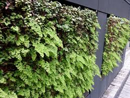 Image result for Adiantum vogelii