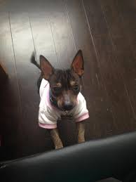 Adopt Jeff On Petfinder Hairless Animals Hairless Dog Mexican Hairless Dog