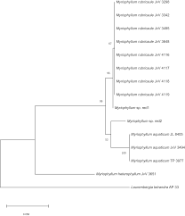Image result for Laurembergia tetrandra