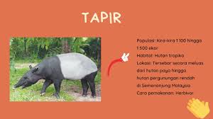 In kosmo, (6 december 2017), p. Geografi Tingkatan 3 Bab 5 Hidupan Liar Di Malaysia Youtube