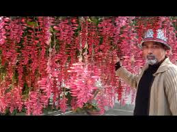 Image result for Thunbergia mysorensis