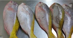 Kakap ekor kuning goreng : Jenis Ikan Ini Dapat Tingkatkan Kecerdasan Otak Si Kecil Popmama Com