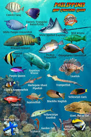 Philippines Reef Creatures Guide Franko Maps Laminated Fish
