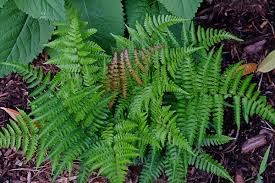 Image result for Dryopteris
