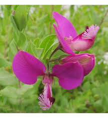 Image result for Polygala sadebeckiana