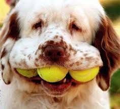 Another Fun Dog Funny Dog Pictures Clumber Spaniel Funny Animal Photos