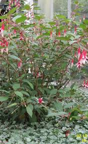 The genus fuchsia includes about 100 species. Hardy Fuchsia