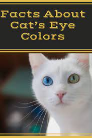 5 Fun Facts About Cat S Eye Colors That Will Astonish You Cat Eye Colors Fun Facts About Cats Cat Facts