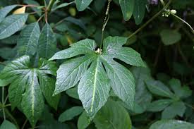 Image result for Diplocyclos palmatus