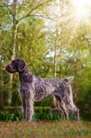 Use the search tool below and browse. German Wirehaired Pointer German Wirehaired Pointer Pointer Puppies German Shorthaired Pointer