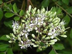 Daun kari memiliki aroma dan rasa perpaduan seperti buah sitrus, anise, dan serai dengan aroma tajam dan pedas. Pokok Kari Wikiwand