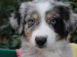 Blue merle miniature australian shepherd puppies for sale. Miniature Australian Shepherd Dog Male Blue Merle 2977360 Petland Montgomery