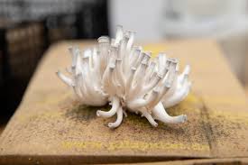 Mushroom growing substrates provide specific nutrients for different types of mushrooms to grow. Lockdown Hobbies 2 0 Growing Mushrooms In Coffee Grounds Daily Sabah