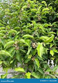 Image result for Mimusops