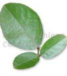 Pour les articles homonymes, voir eps. Extraits De Plantes Fraiches Preparation Eps Pharmacie De Preparation Phc