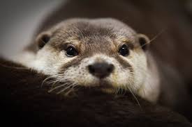 As a result they are often fed cat food, which doesn't meet their nutritional needs. These Otters Are Popular Pets In Asia That May Be Their Undoing The New York Times