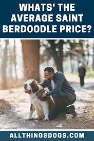Berdoodle ears and eyes regularly to ensure that they don't get any hazardous infection. Saint Berdoodle Price St Berdoodle Giant Teddy Giant Teddy Bear