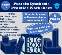 Biology corner dna coloring transcription and translation answer key from mrna and. Dna Transcription And Translation Practice Worksheet With Key Tpt