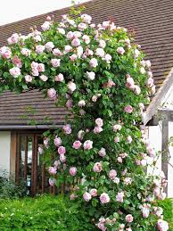 Top 10 Beautiful Climbing Plants For Fences And Walls Top Inspired Climbing Flowers Climbing Plants Fence Climbing Plants