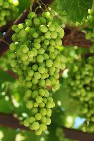 Calorie and nutritional information for a variety of types and serving sizes of grapes is shown below. Are Grapes Fattening Or Good For Weight Loss
