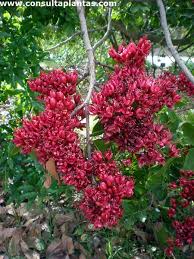 Image result for Schotia capitata