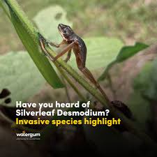 Image result for Desmodium uncinatum