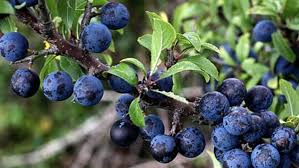 The blackthorn is a wintery tree. How To Make Sloe Gin Spirits Beacon